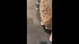 Big grey and white domestic cat (MC) can talk! Here he is saying ‘Mumma’!