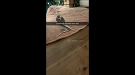 Cockatiel named Yeti singing a cute melody under the Christmas tree