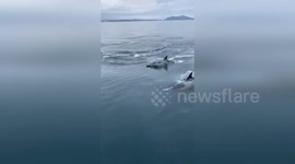US: Video Captures Group of Dolphins Surfing Waves Near Channel Islands