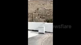 Israeli settler militias storm the village of Burin, south of Nablus in the West Bank, and attack a Palestinian home in the area