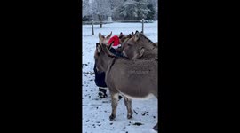 Christmas songs with the donkey gang while snowing on the farm. Donkeys love songs by my husband.