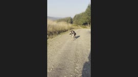 Staffie Running