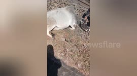 Social organisation rescued a cow was hit by a train in Shahdol, Madhya Pradesh