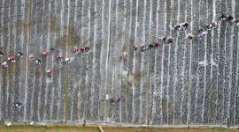 China: Farmers Harvest Black Fungus in a Field