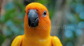 a beautiful orange yellow parrot in love