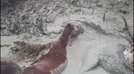 Horses rescued after falling into a clay pit in Kizlyar, Russia