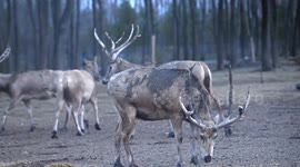 China: Elks take a walk in Dafeng Elk National Nature Reserve in Yancheng