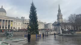 Protestsor climbs Christmas tree in Trafalgar Square.