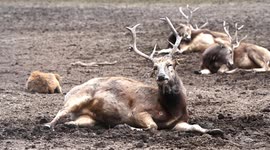 China: Elks rest in Dafeng Elk National Nature Reserve in Yancheng