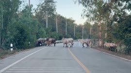 Life slows down in Phetchabun rural Thailand, a farmer and her cows cows cross the road in evening.