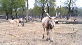 China: Elks rest take a walk in Dafeng Elk National Nature Reserve in Yancheng