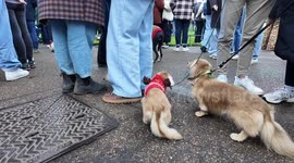 The annual Hyde Park Sausage Walk sees hundreds of Sausage Dogs and their owners walk through Hyde Park all dressed in fabulous  outfits