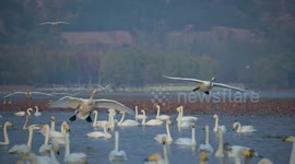 White swans flock to Yellow River wetland in north China
