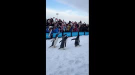 Penguins steal winter spotlight in China's Harbin
