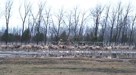 China: Elks play in Dafeng Elk National Nature Reserve in Yancheng
