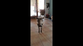Wild warthogs make an unexpected house-call and almost bring the house down on exit!