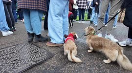 Sausage Dogs all dressed in Christmas outfits brighten everyone’s day in Hyde Park