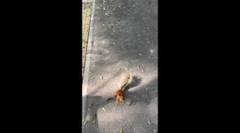 Friendly Squirrel Gets a Snack