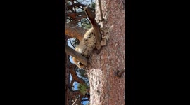 Young Bobcat Hides in a Tree