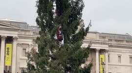 Protester dressed as Santa Claus climbed the Christmas tree in Trafalgar Square in London