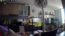 Cat's reaction to 6.4-magnitude earthquake in Chile