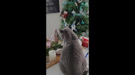 Scooter the British Shorthair cat LOVES all things Christmas! Here he tells his owner all about it!