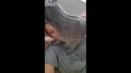 Cuddly Kitten's Headlock of Love
