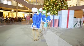 The Santa Monica belle dancers performance in California, United States