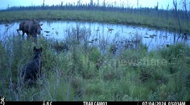 Moose Protects Calf From Wolf