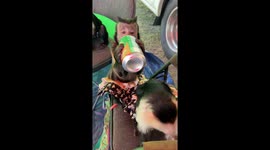 Capuchin Monkeys Sasha takes the can fruit splash Ginger Ale from Capuchin Monkey Lola