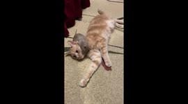 Pet cat and mouse play together in Rostov-on-Don, Russia