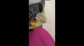 Cat sleeps on motorcycle ride in Tabalong Regency