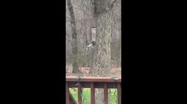 Squirrel spins on bird feeder in Richmond, Virginia, USA