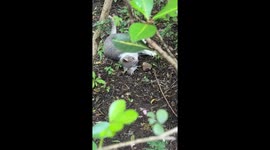 Cat and mouse moment in Guanacaste, Costa Rica