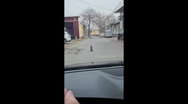 Dog walks in a sitting posture in Hebei, China