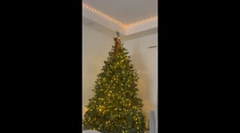 Cat plays with Christmas tree star in Valle de Vizcaino