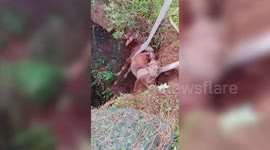 Heroic rescue: Firefighters save calf trapped in 30-foot well