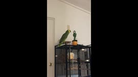 Parrot plays with dancing cactus toy in Santa Rosa, Florida, USA