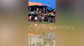 Buffalo fighting stand collapses injuring spectators in Indonesia