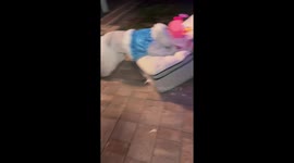 Man in bunny costume falls from roof in Clearwater, Florida, USA