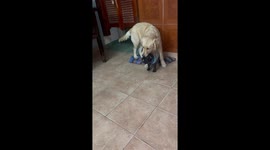 Golden retriever intervenes in dog fight in Santiago del Estero, Argentina