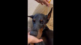 Dog startled by owner's laugh while getting a scalp massage in Kazan