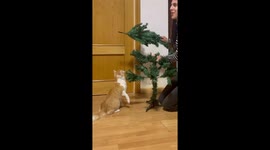 Pet cat disrupts Christmas tree decorating in Ciudad Real, Spain
