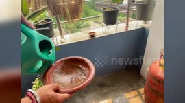 Indian man leads sparrow conservation efforts to protect cherished feathered friends