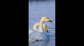 Swans frolic on river in China's Xinjiang