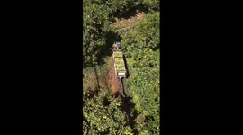 High-tech orange harvest in China's Xiangyang