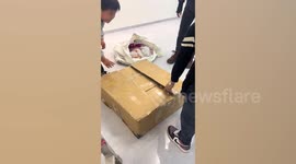 Family finds kitten inside furniture delivery and decide to keep it as pet