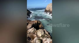 How seal mums shield pups from hungry great whites