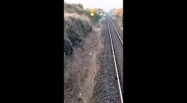 Train driver stops to prevent lion and her cubs from being struck
