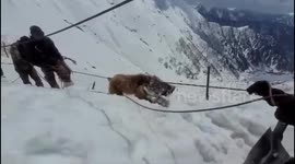 Army rescues  Himalayan brown bear cub with head stuck in metal box